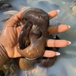 Snails Extra Large Jumbo